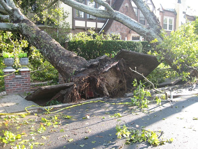 Tree uprooted from a storm and fell on house