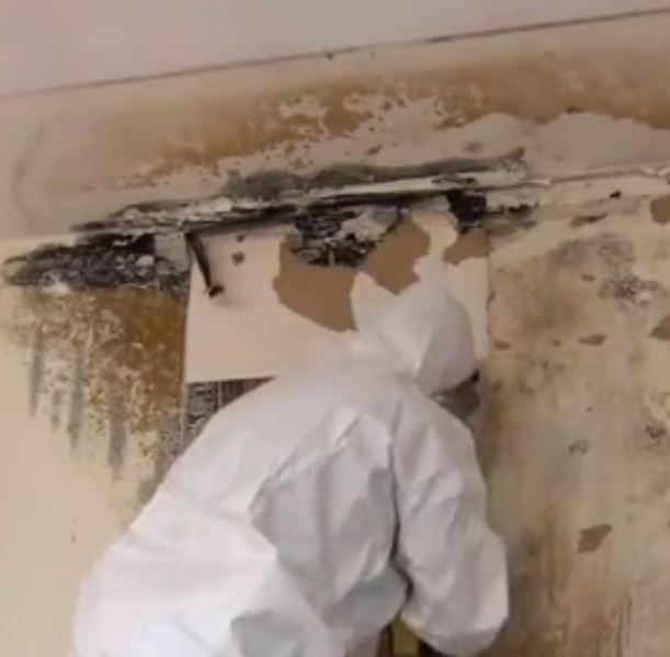 Mold Experts with protective gear cleaning mold off a wall