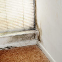 Health Hazards Associated With Mold In The Home