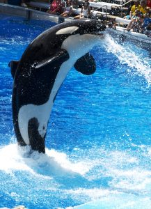 Orca jumiing out of the water in Orlando